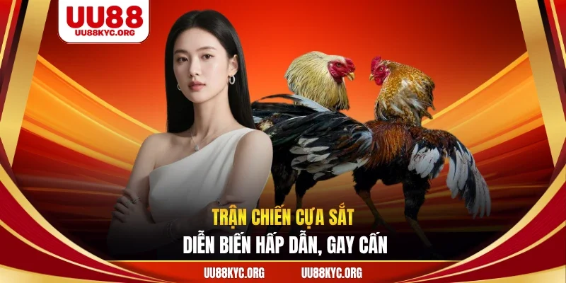 Trận chiến cựa sắt diễn biến hấp dẫn, gay cấn