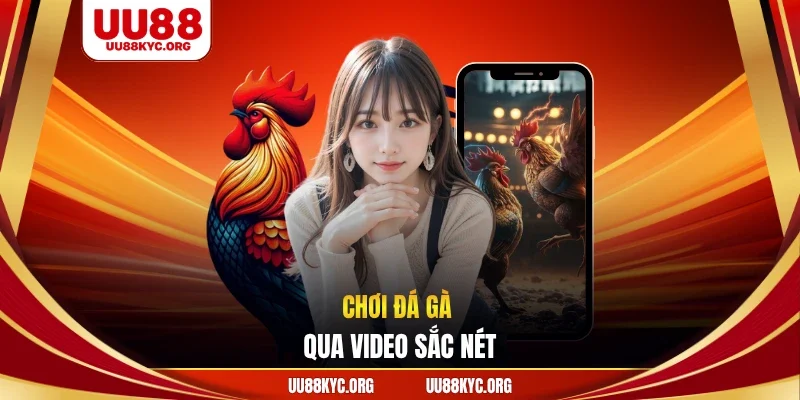Chơi đá gà qua video sắc nét